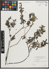 Foto von Salix purpurea L.